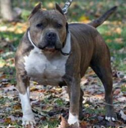 'PR' Razor's Edge Up All Night Viagra