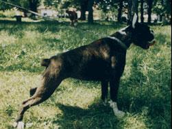 5XPRM Grifit
