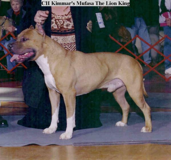 CH Kimmar's Mufasa The Lion King