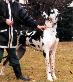 Pierre vom Schloss Laupheim