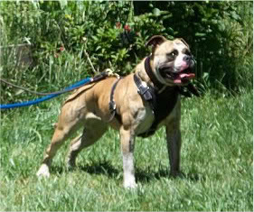 Pure Determination's Pondarossa of lotta Bulls