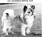 CH Yeosinga Royal Ace
