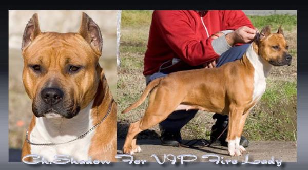 CH. Shadow for Vip Fire Lady