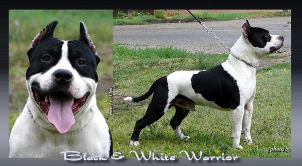 Black & White Warrior