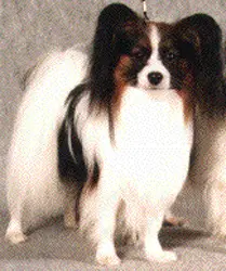 NORD AND SWED CH Golden Leafs Archie