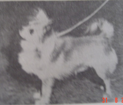 winterlea Knockjing royal star