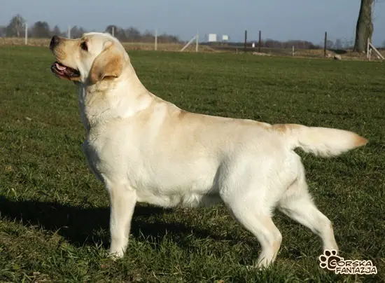 Udine GORSKA FANTAZJA