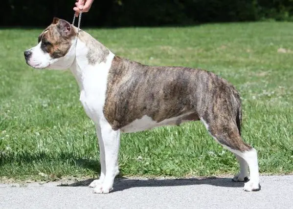 CH Blue Nile's RU Queen of the Ring