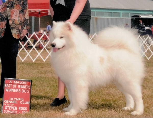 GCH CH Hawkwind's ArticCross Emerald