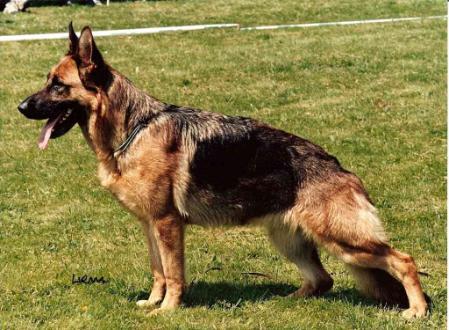 V25 Bonnie vom Wäschtengraben