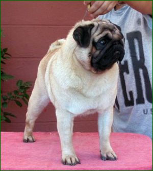 CH Double D Dream of Kings