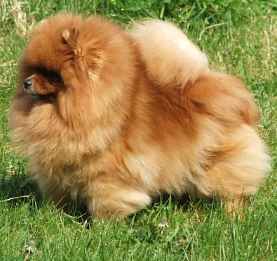 SHCM Daranash Naughty But Nice