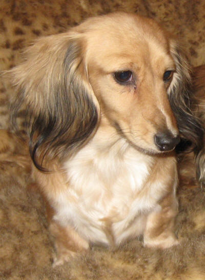 Porth's Wroyal Hope of Gran MLC