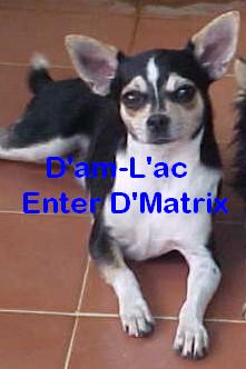 D'am-L'ac Enter D'Matrix