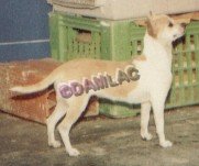 D'am-L'ac Quachitah O'Sky