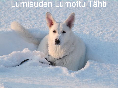 Lumisuden Lumottu Tähti