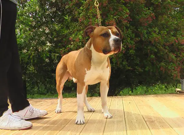 Ques Staff American Dream Domein Deleiestreek