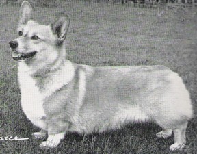 Eng CH Evancoyd Personality Girl