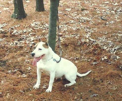 Wood and Cards Tacoma Tornado