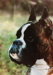 CH. ESP Othello von Klosterbrunnen