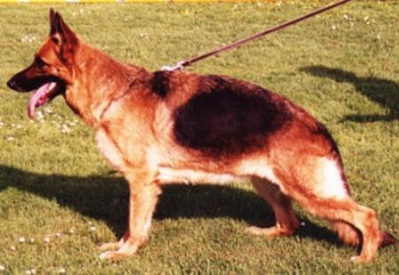 SG95 Ulrika vom Wildsteiger Land