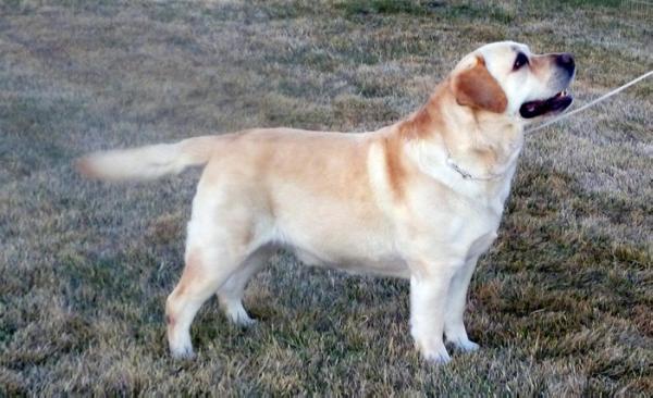 CH (US) Simerdown's Polaris