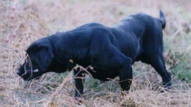 GMPR Cashzingers Cattail Corky