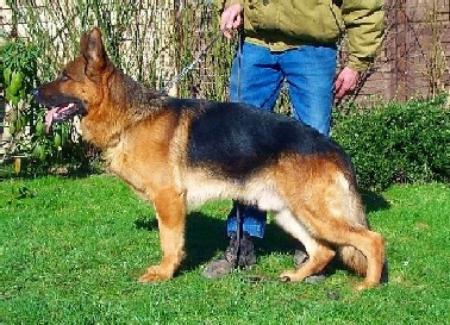 V Xador vom Mönchberg