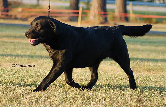 CH AM, CAN Hiview Beechcroft'S Star Jasmine