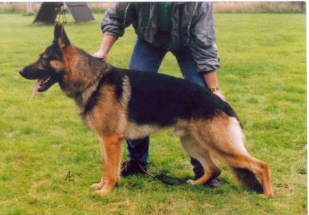 Rambo vom Haus Emmes