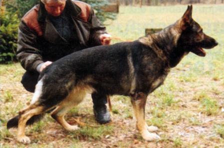 Bronco von der Ruine Langenegg