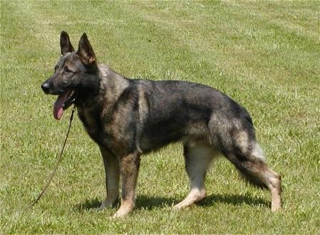 Bautz von der Brocherhöhe