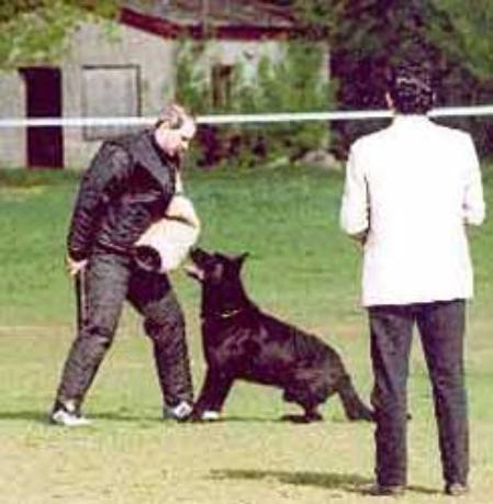 SG Yoschi vom Löwenhof