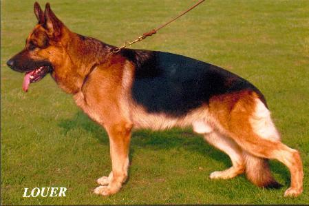 V26 (BSZS) Drago vom Amur