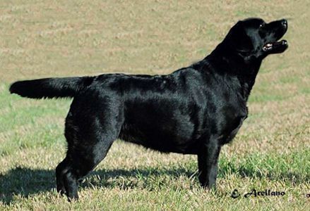 BISS AKC CH Sheabourne's Precious Angel
