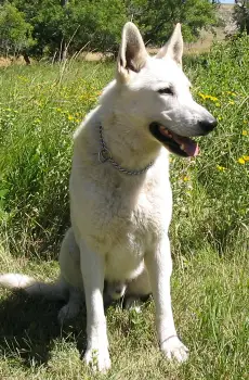 Kasper of Tasz Von Gaard