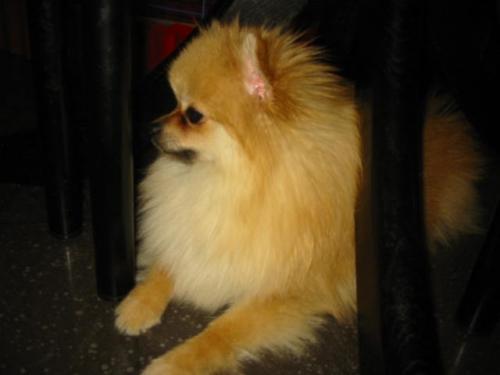 Albert Of Kou Ju Tsai Pet Store