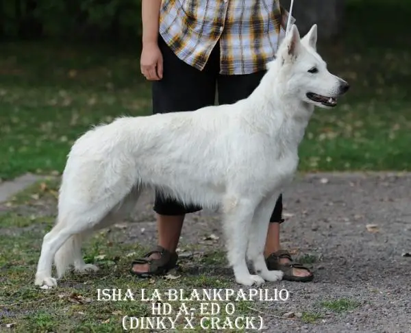 Isha la Blankpapilio  (HD A, ED 0)