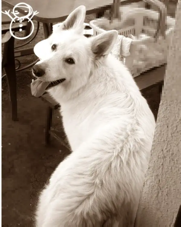 CACIB,CAC Billbo la Blankpapilio