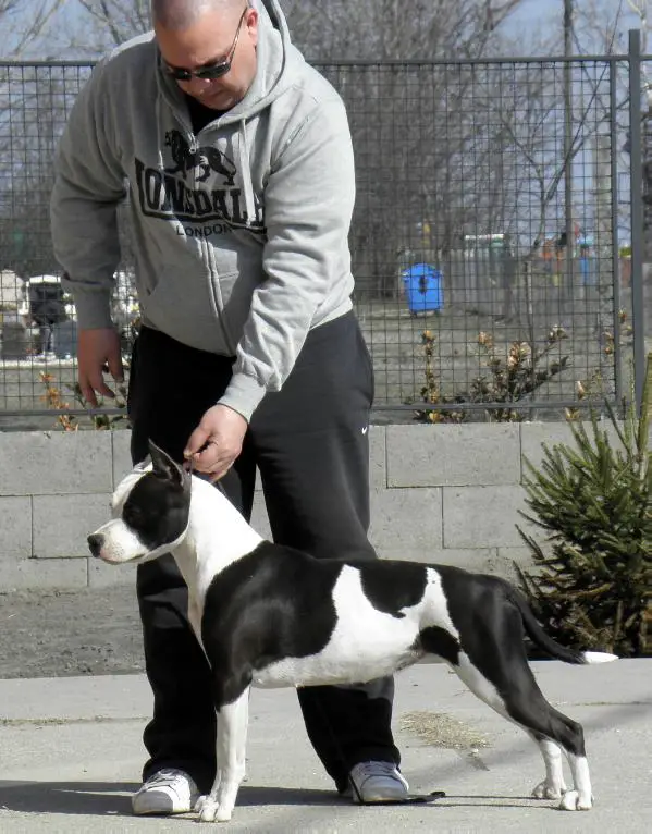 HJCH.HCH.SERBIAN CH. Tiger Tattoo's Georgia Rebel