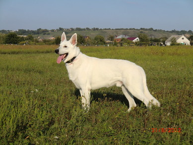 J.CH RUS.INTER CH Bear Baron of Angelotti