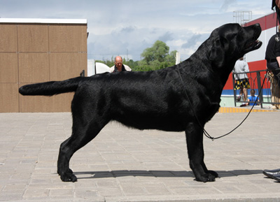 CIB Estelita Asti Mondoro