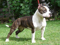 November Rain de Bloodivine