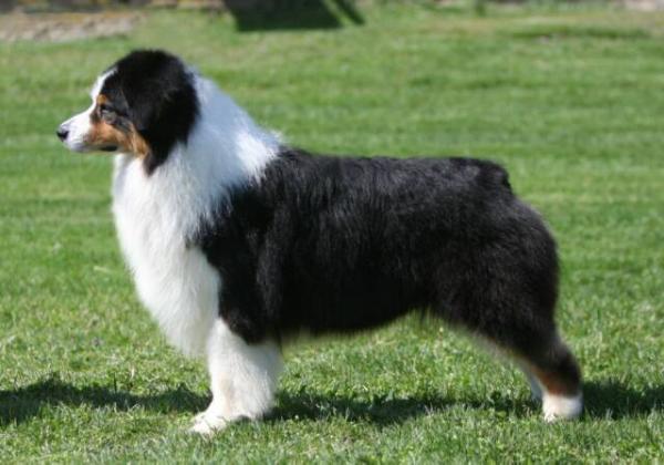 Heatherhill Shock'n Awe