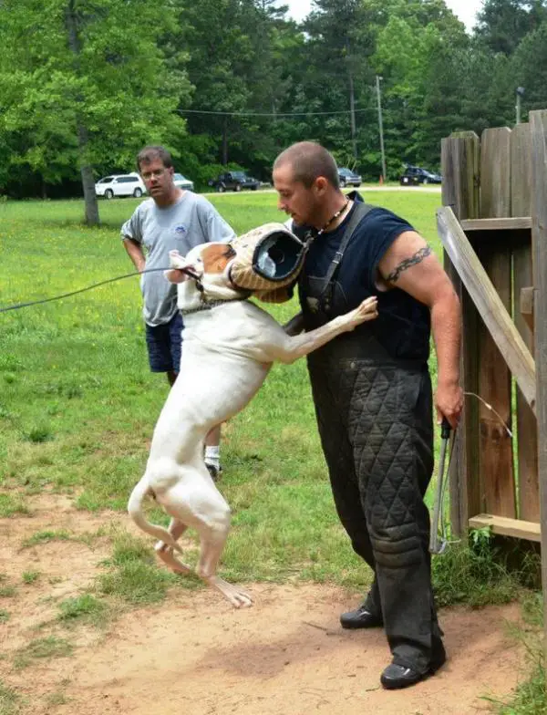 KiWS' / Valor's Bulldog Reverb of FFAB