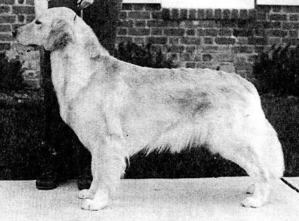 CH Golden West Miramichi Mariah