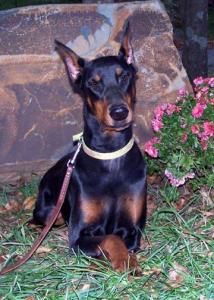 Devenshire's Greta Garbo