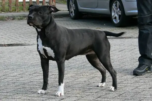 Trova-Djuna black pearl