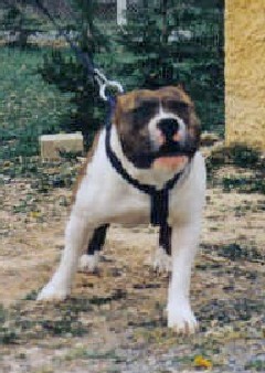 Dreamlands'dogs Lewis