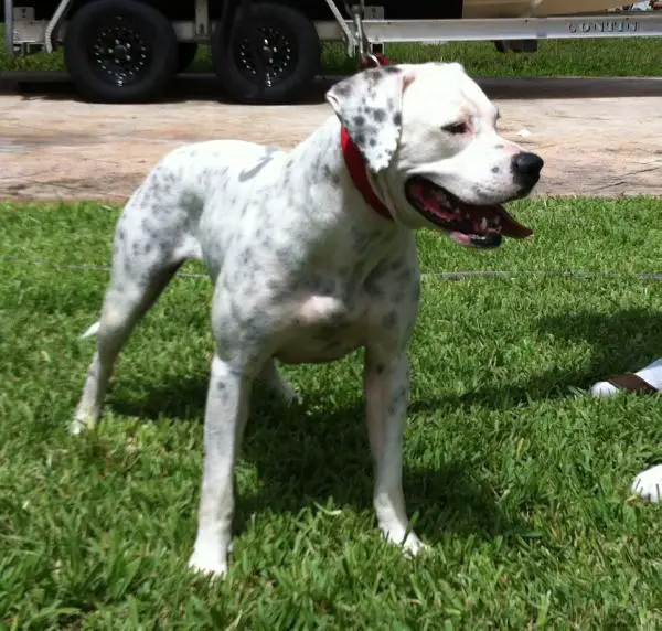 Leatherneck Angel's Kisses